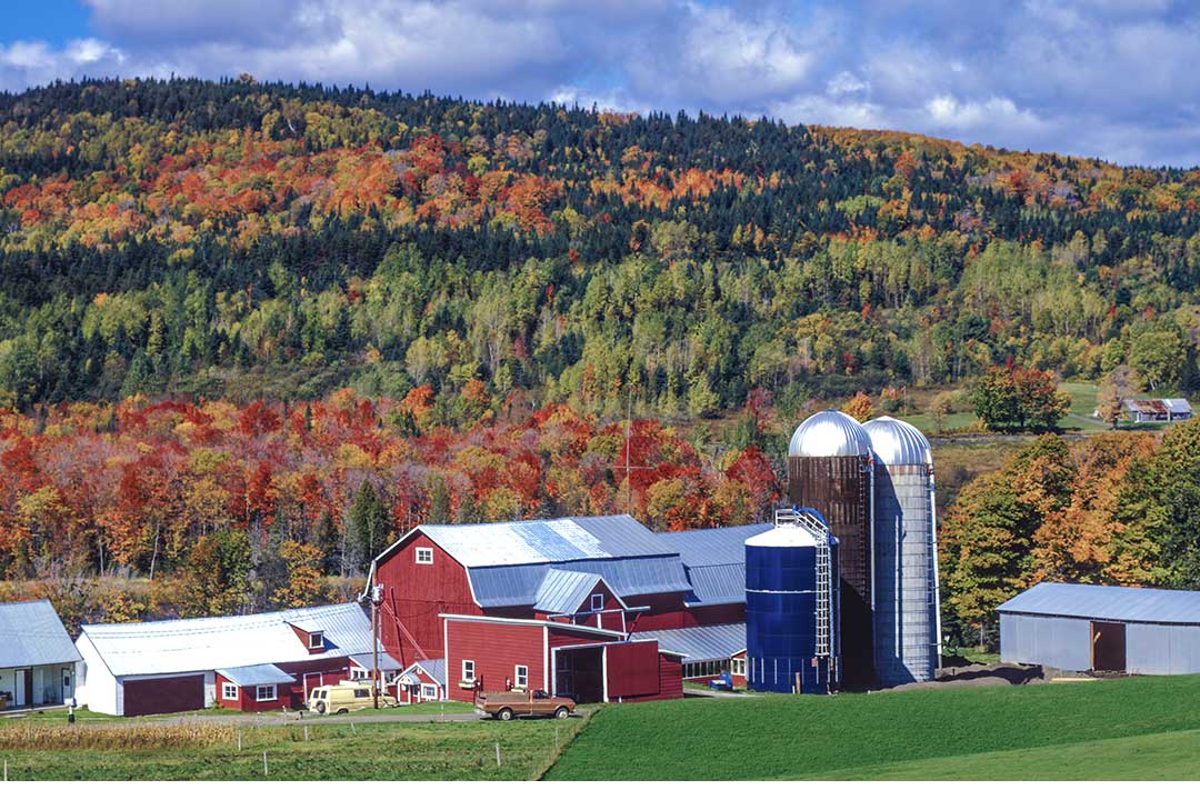 En gård med malkekvæg