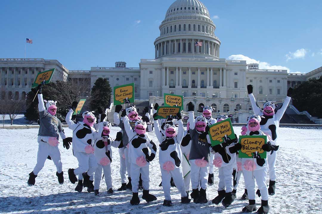 Folk klædt i ko-kostumer